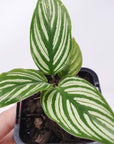 Baby Plant - Calathea Vittata Folia House