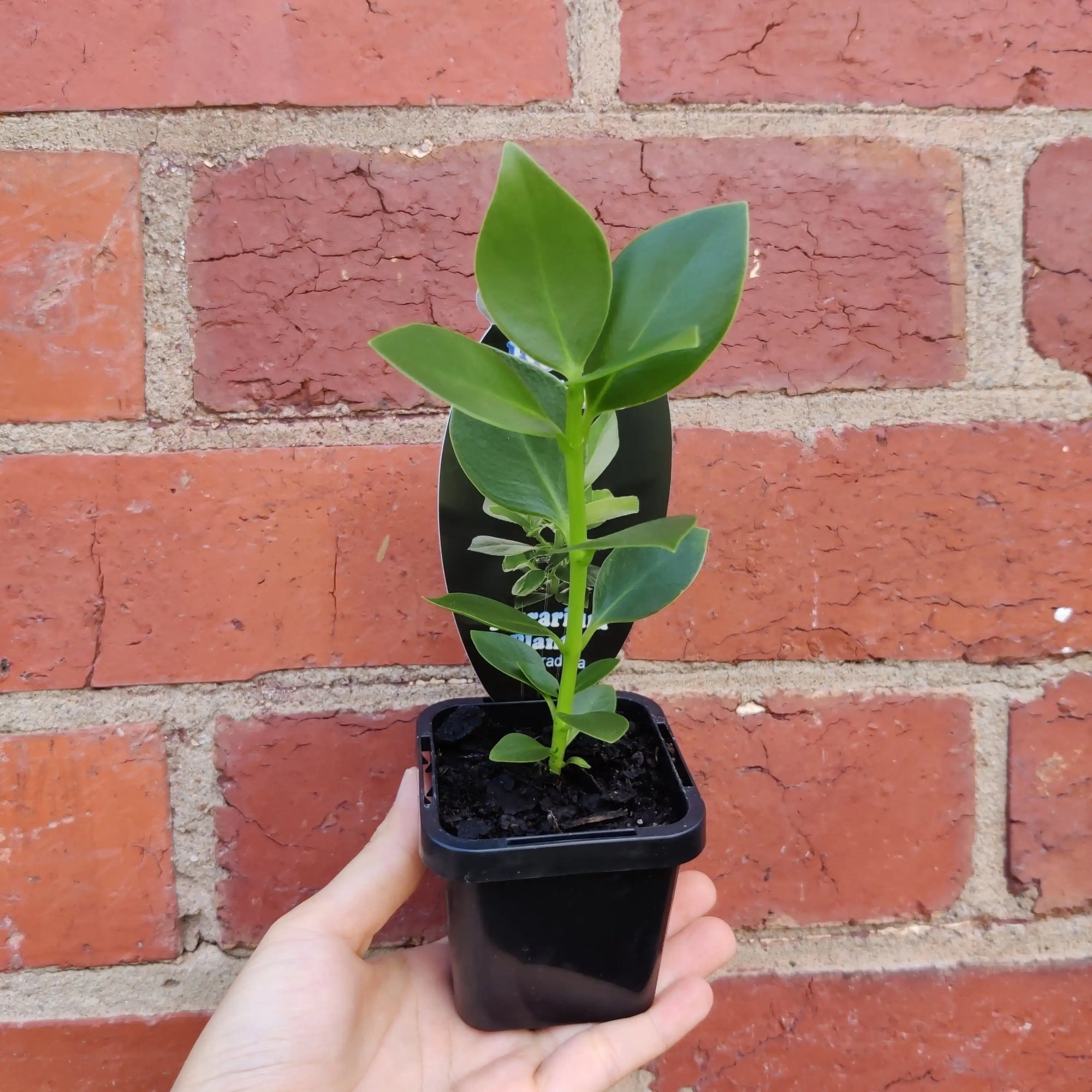 Baby Plant - Clusia Rosea Folia House