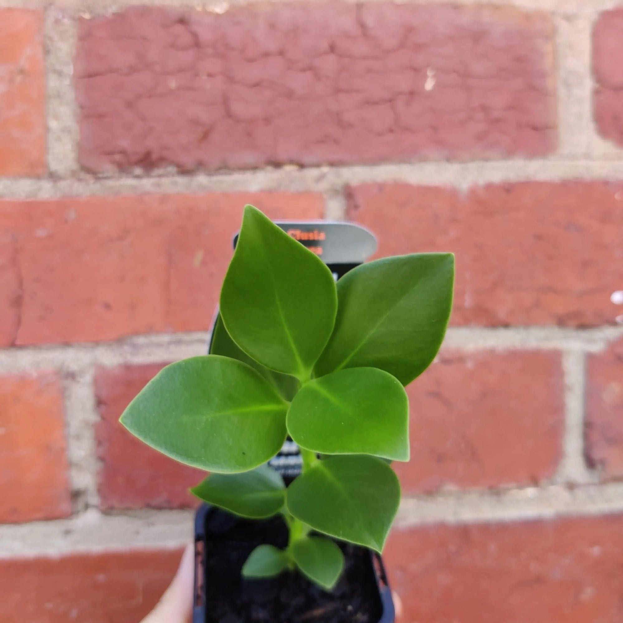 Baby Plant - Clusia Rosea Folia House