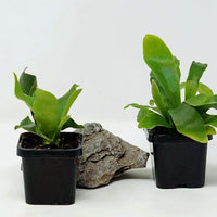 Baby Plant - Compact Staghorn Fern (Platycerium Netherlands Folia House