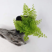 Baby Plant - Cotton Candy fern (Nephrolepsis Marisa) Folia House