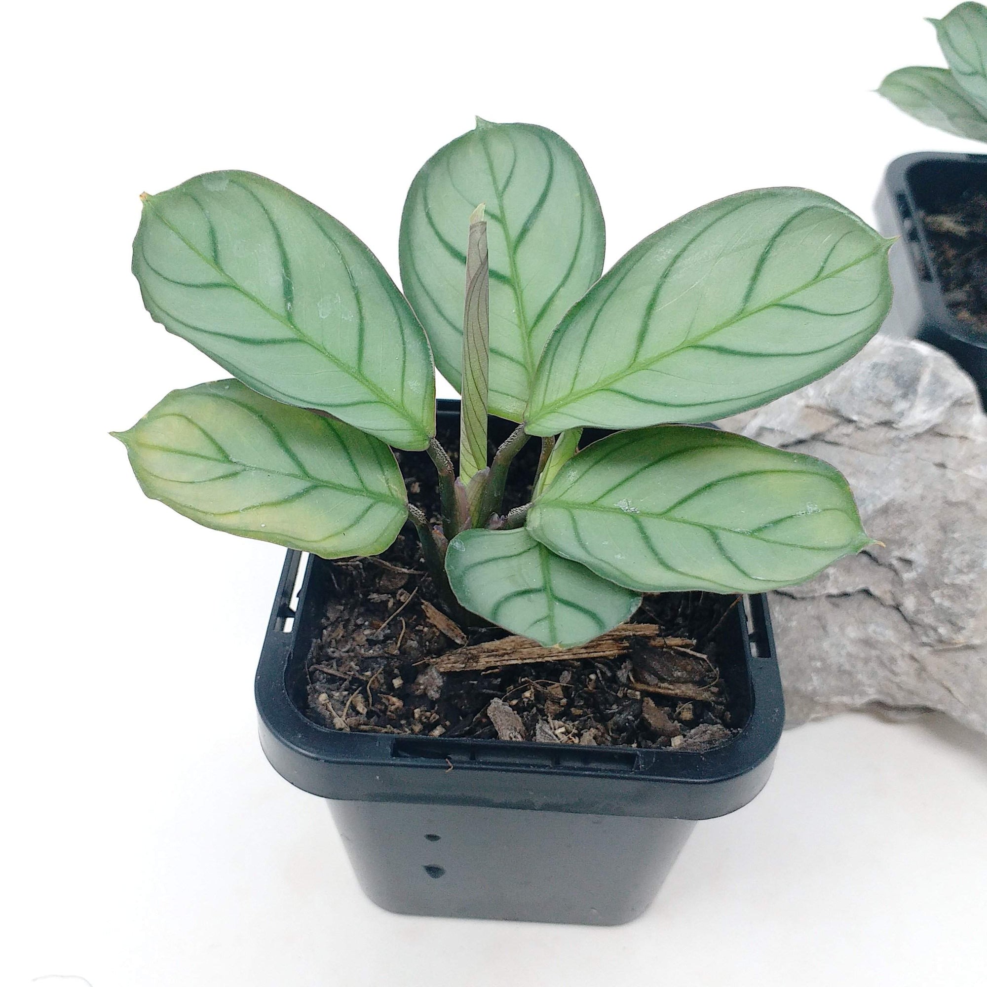 Baby Plant - Ctenanthe Burle Marxii Folia House