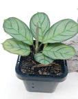 Baby Plant - Ctenanthe Burle Marxii Folia House