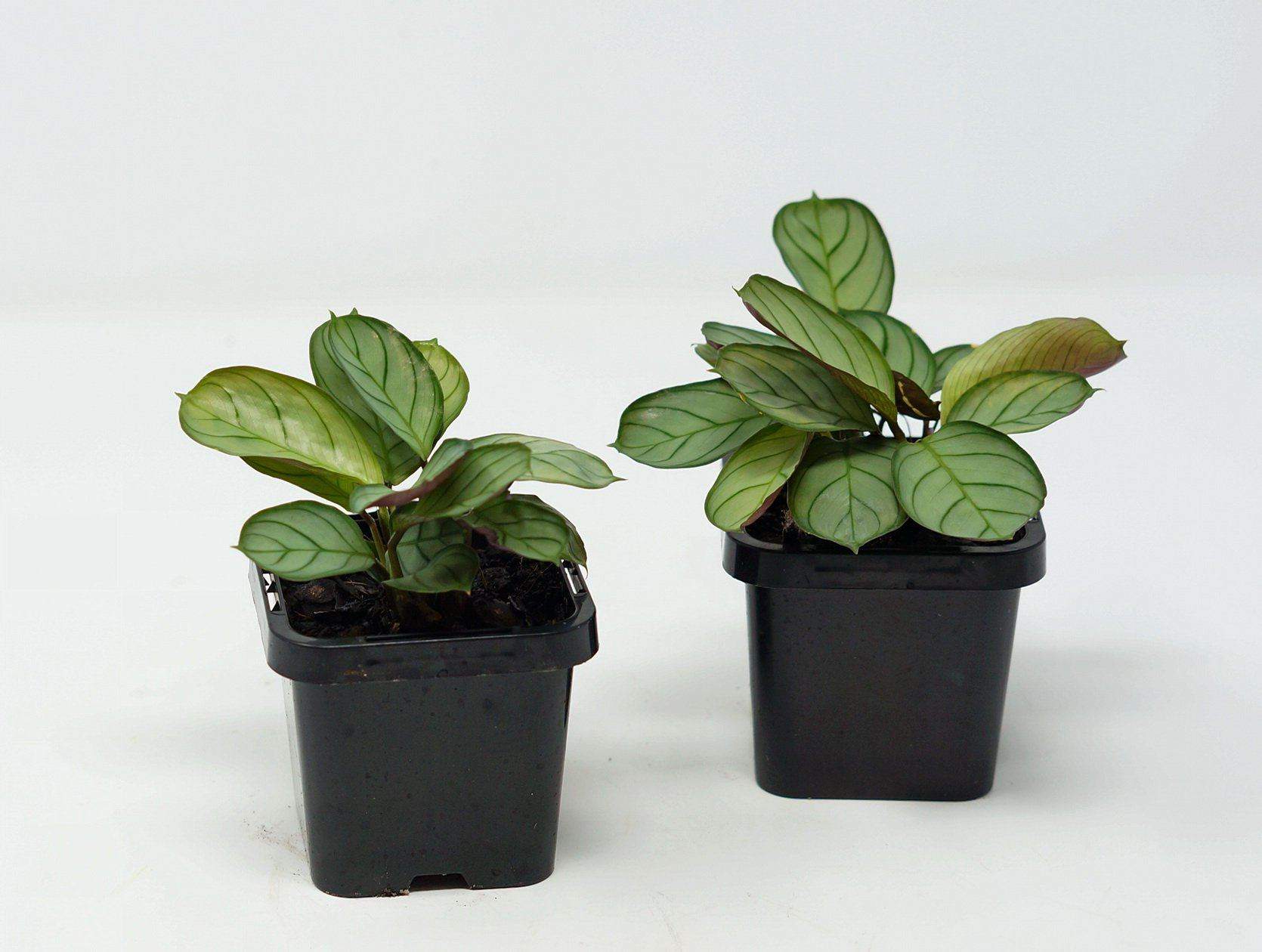 Baby Plant - Ctenanthe Burle Marxii Folia House