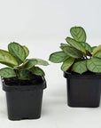 Baby Plant - Ctenanthe Burle Marxii Folia House