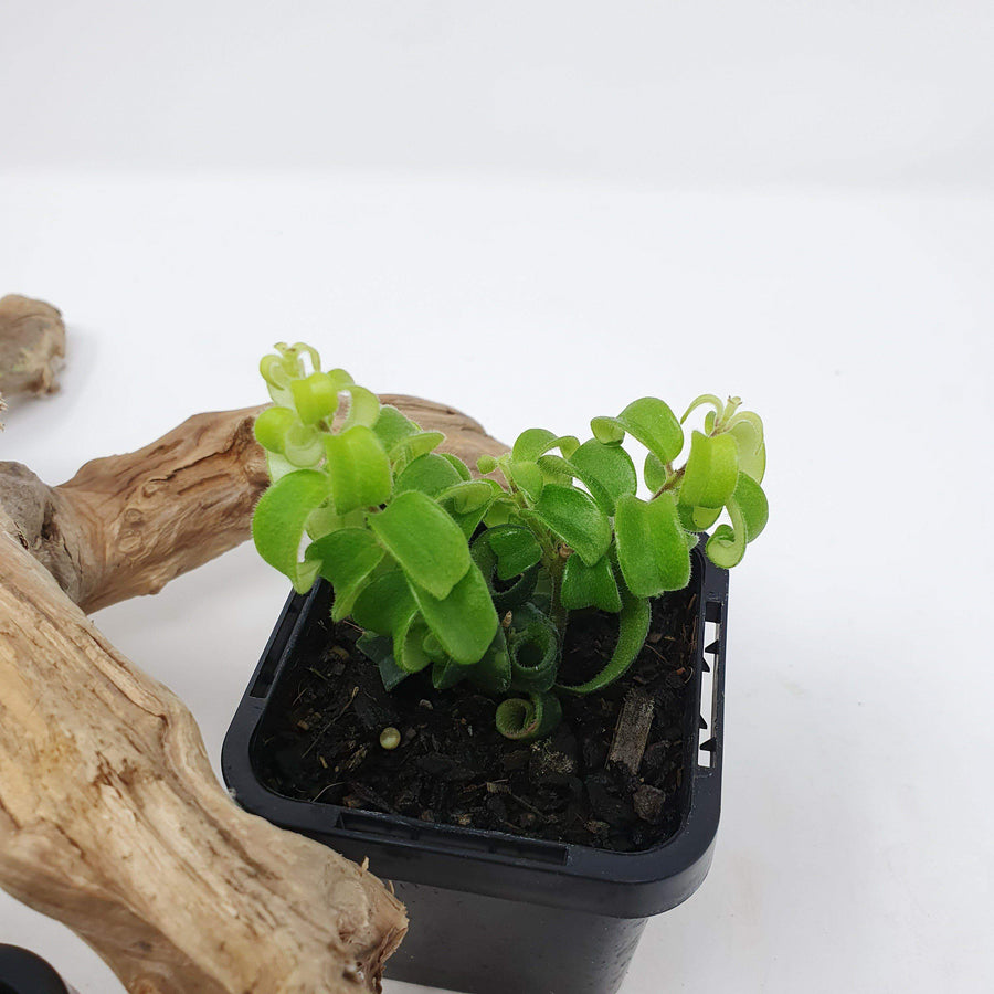 Baby Plant - Curly Lipstick (Aeschynanthus Radicans) Folia House