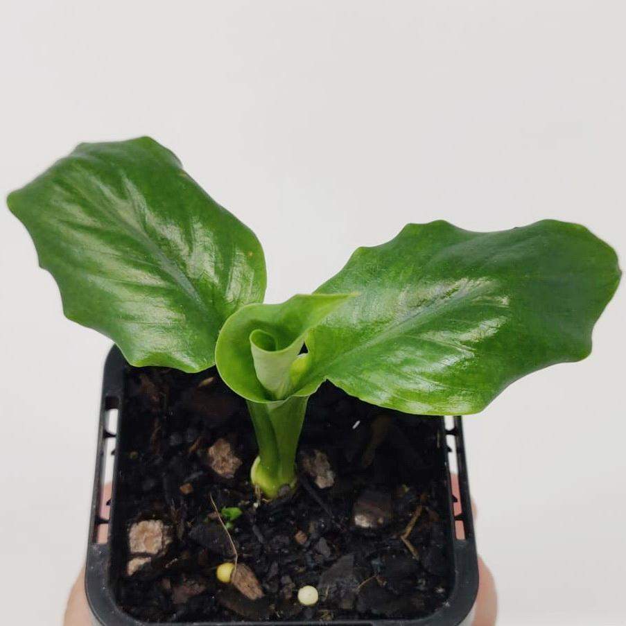 Baby Plant - Dwarf Peace Lily (super petite) Folia House