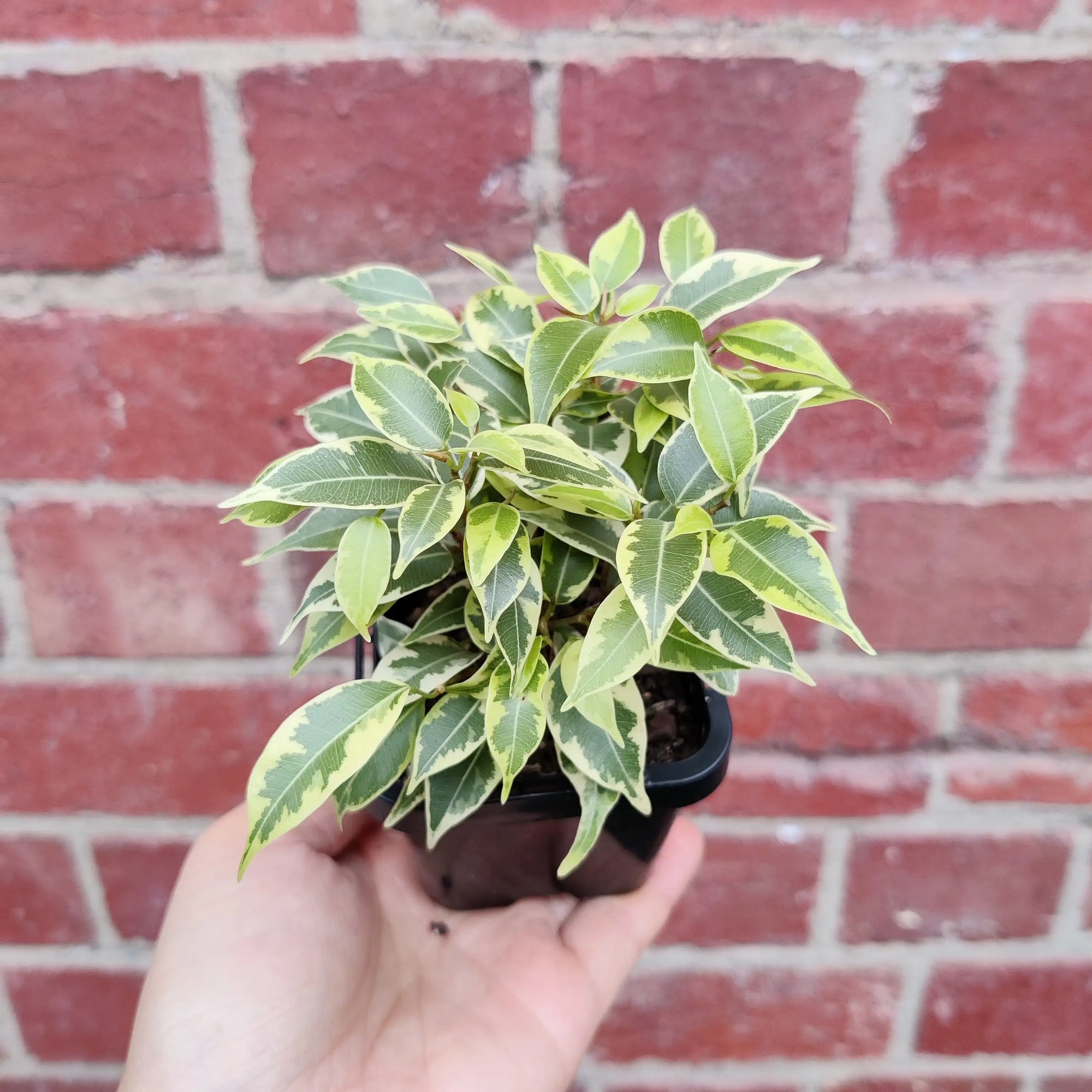 Baby Plant - Ficus benjamina variegata Folia House