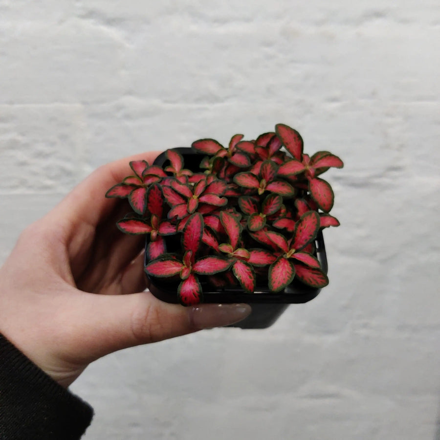 Baby Plant - Fittonia Forest Flame Folia House