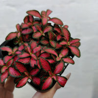 Baby Plant - Fittonia Forest Flame Folia House
