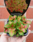 Baby Plant - Fittonia Forest Folia House