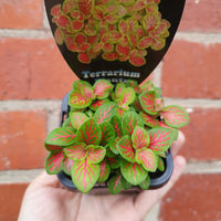 Baby Plant - Fittonia Forest Folia House