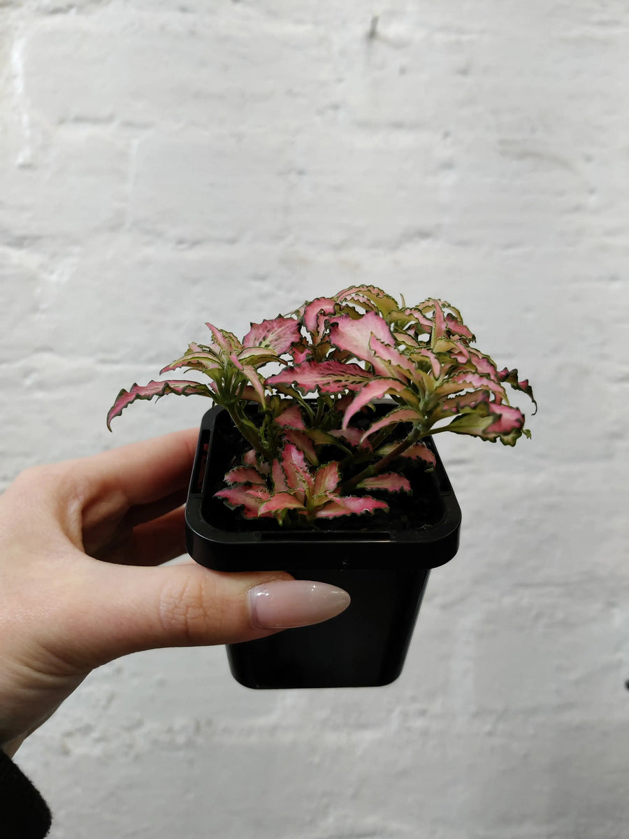 Baby Plant - Fittonia Light Pink Anne Folia House