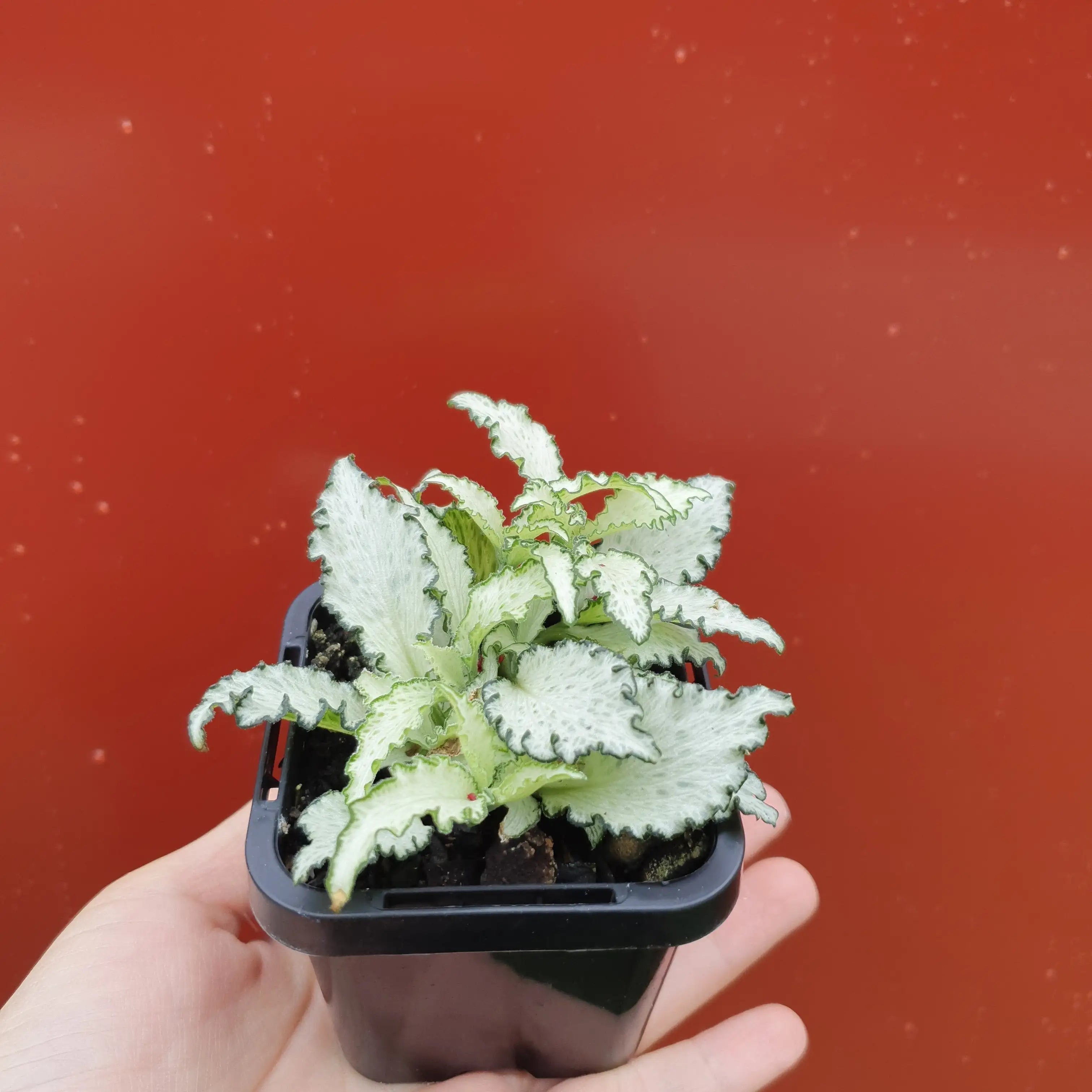 Baby Plant Fittonia Paradisian Star Folia House