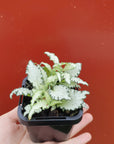 Baby Plant - Fittonia Paradisian Star Folia House