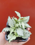 Baby Plant - Fittonia Paradisian Star Folia House