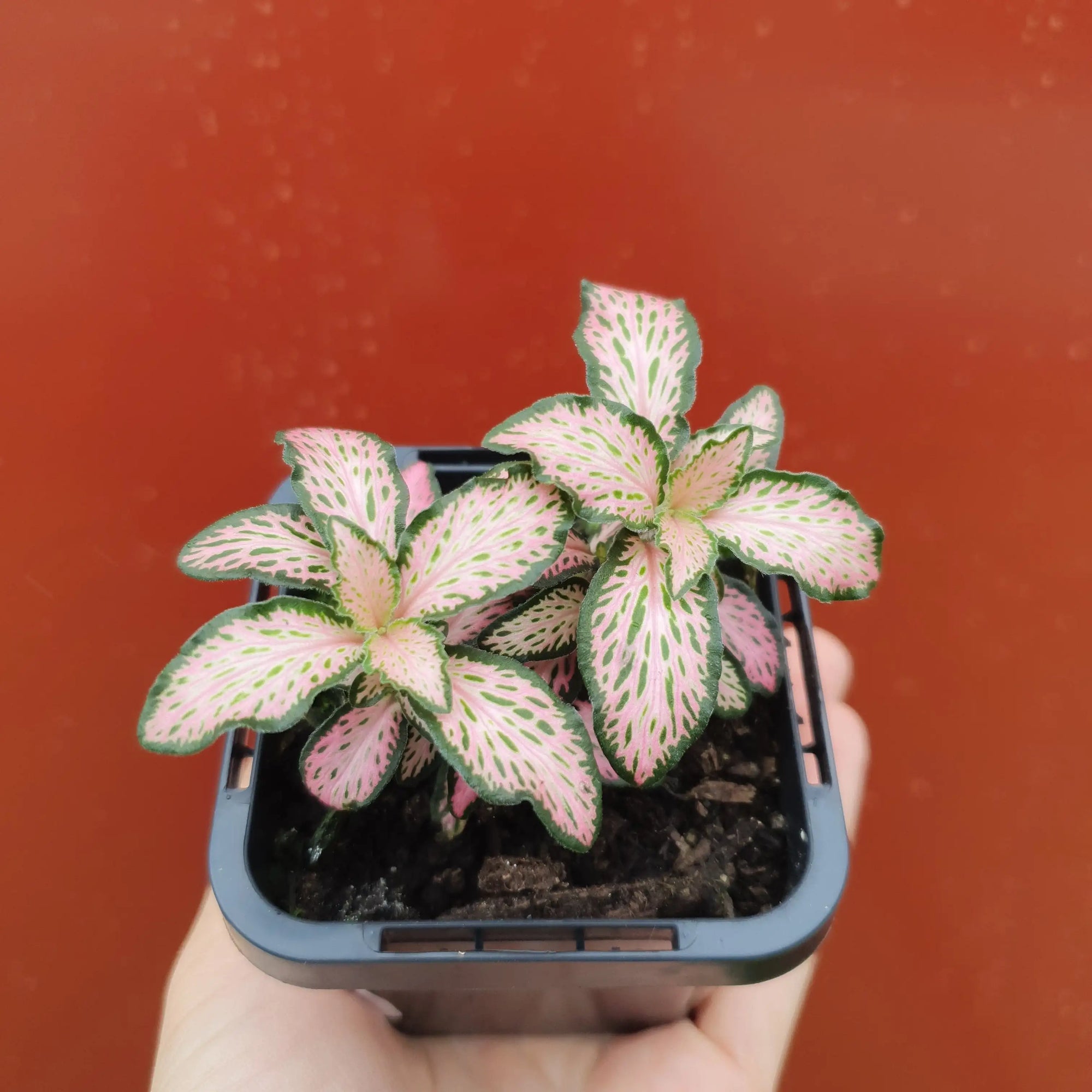 Baby Plant - Fittonia Peaches & Cream Folia House