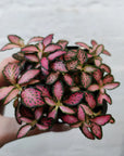 Baby Plant - Fittonia Pink Forest Flame Folia House