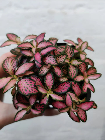 Baby Plant - Fittonia Pink Forest Flame Folia House