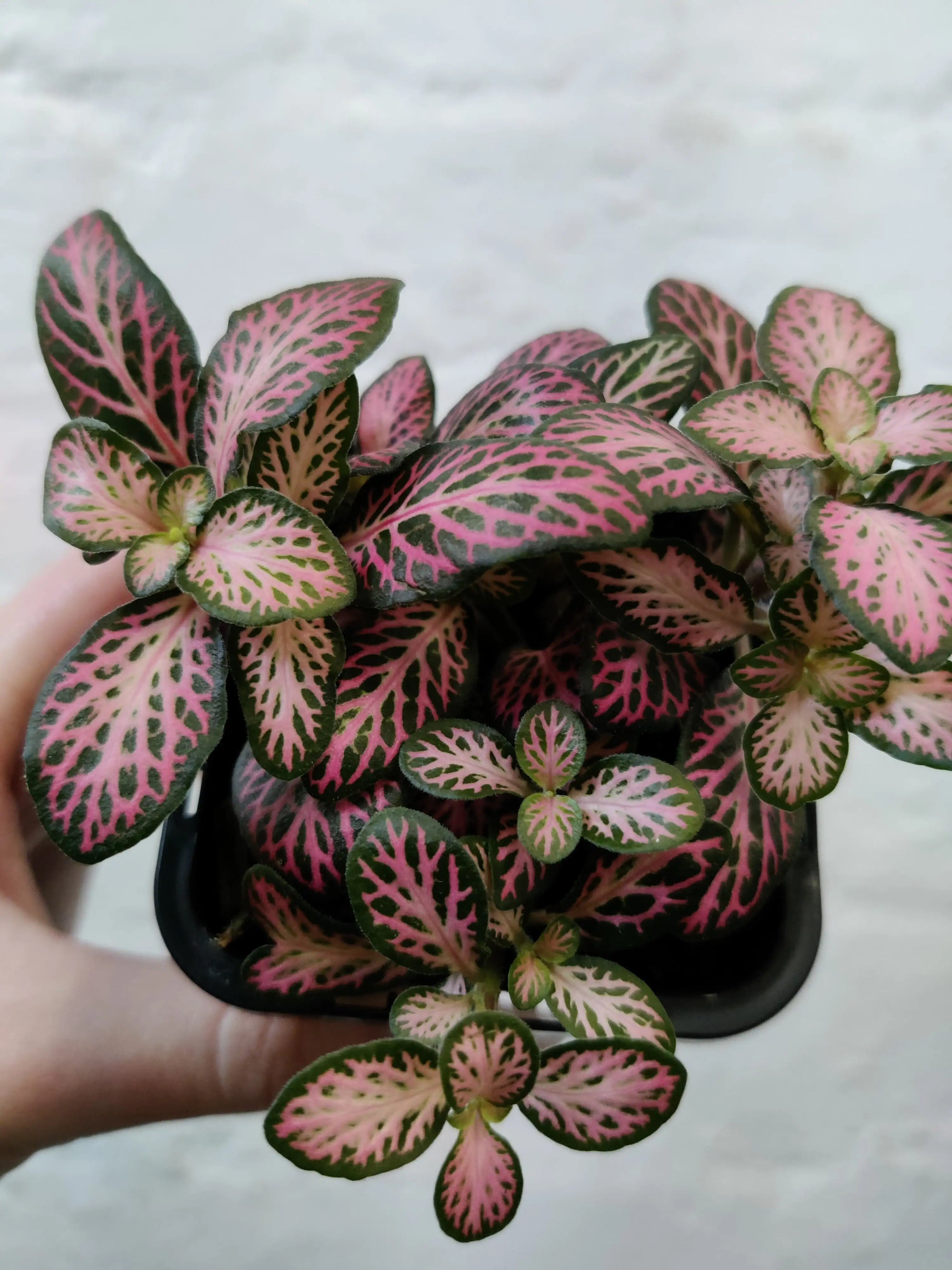 Baby Plant - Fittonia Pink Lighting Folia House