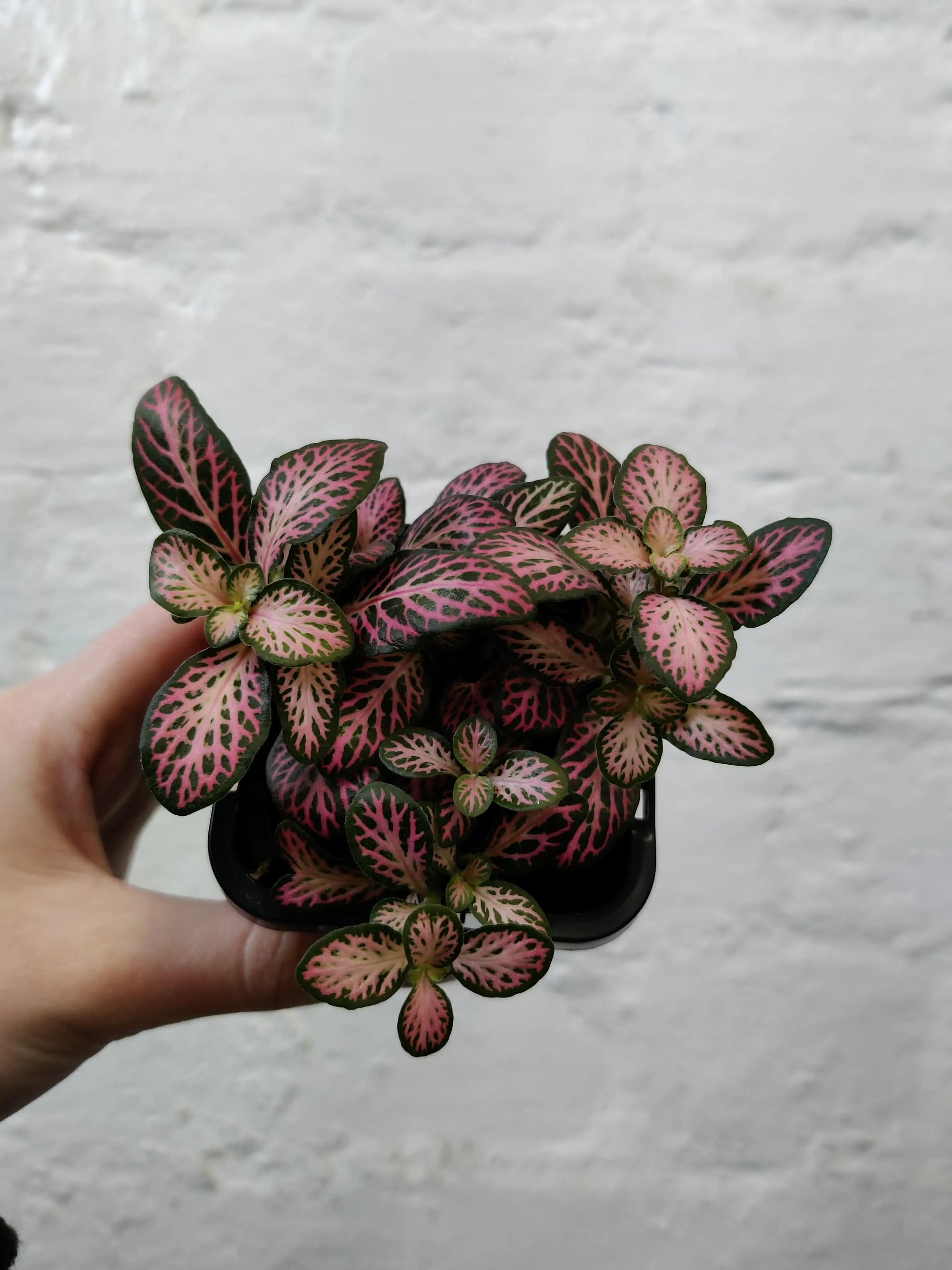 Baby Plant - Fittonia Pink Lighting Folia House