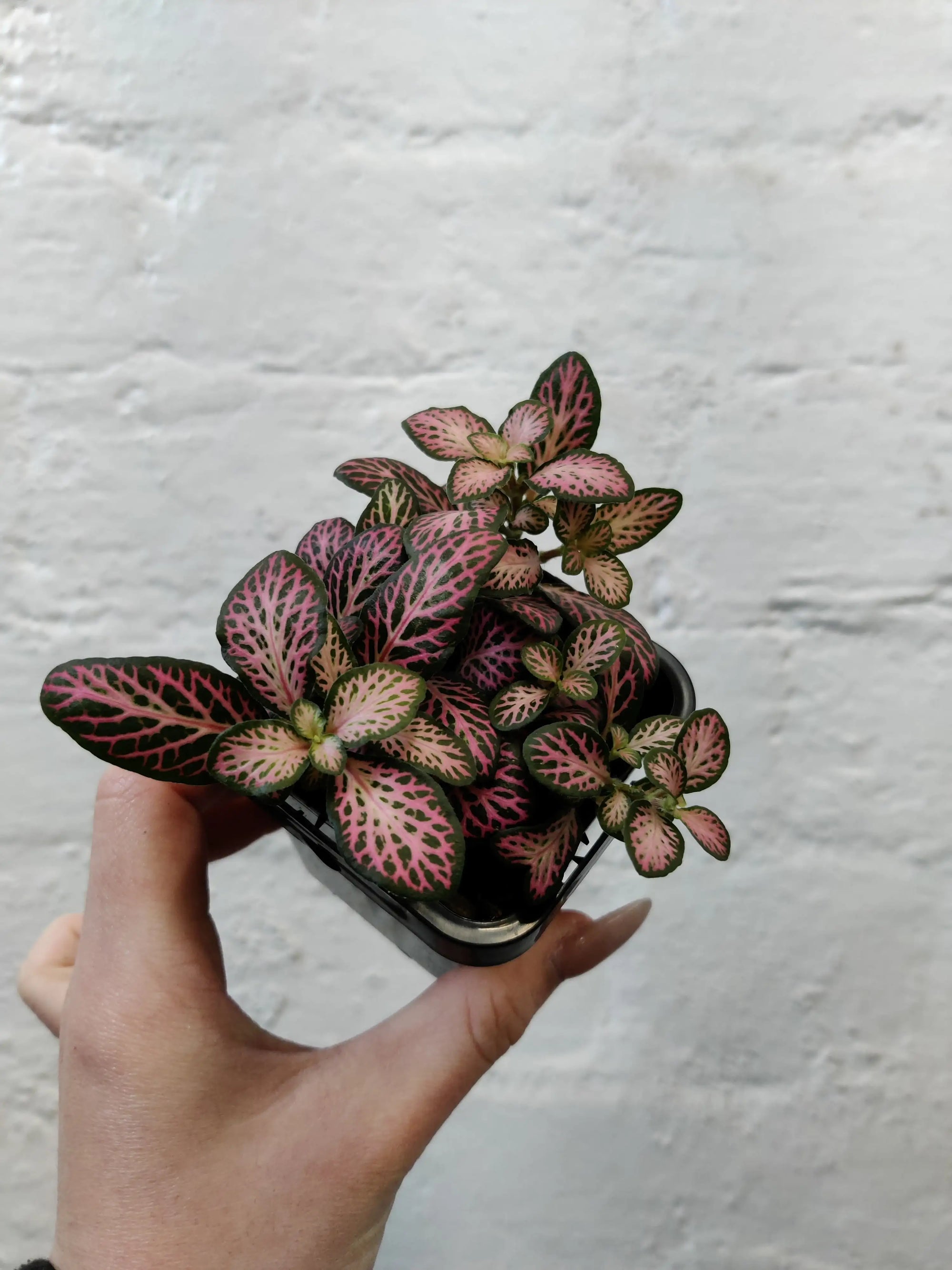 Baby Plant - Fittonia Pink Lighting Folia House