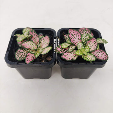 Baby Plant - Fittonia Pink Star Folia House