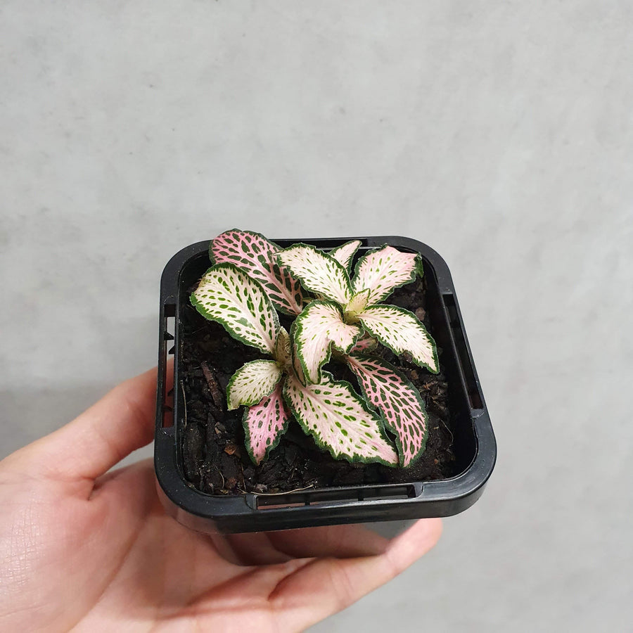 Baby Plant - Fittonia Pink Star Folia House