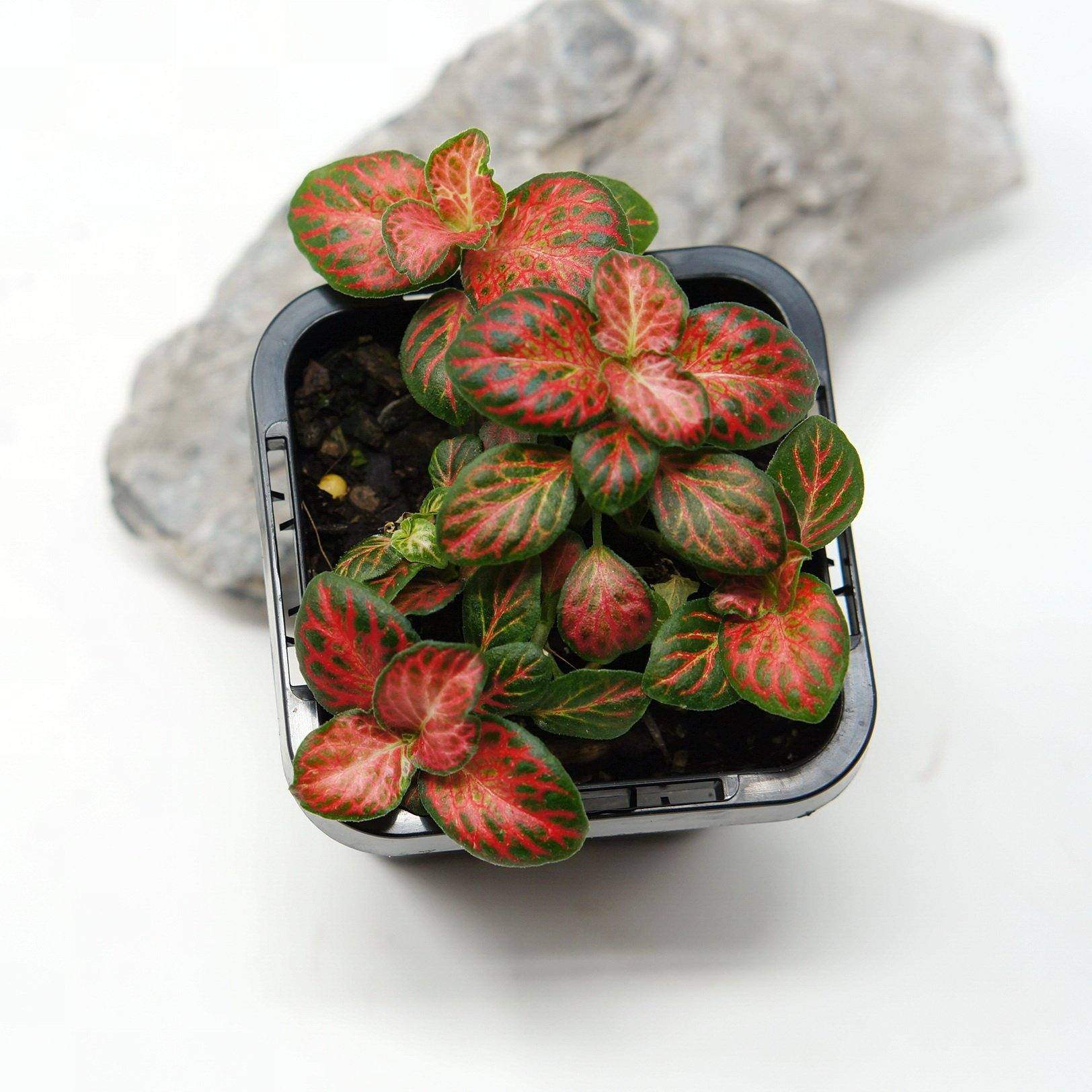 Baby Plant - Fittonia Red Cloud Folia House