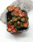 Baby Plant - Fittonia Red Cloud Folia House