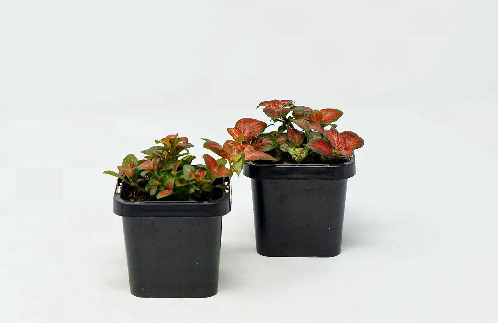 Baby Plant - Fittonia Red Cloud Folia House