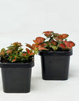 Baby Plant - Fittonia Red Cloud Folia House