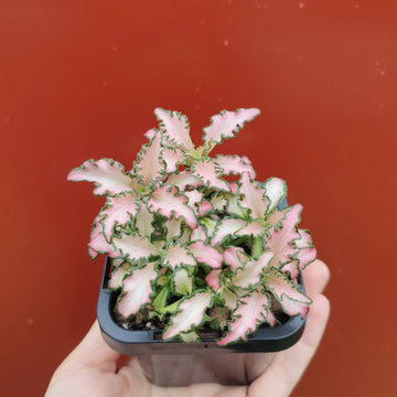 Baby Plant - Fittonia Rosy Cloud Folia House
