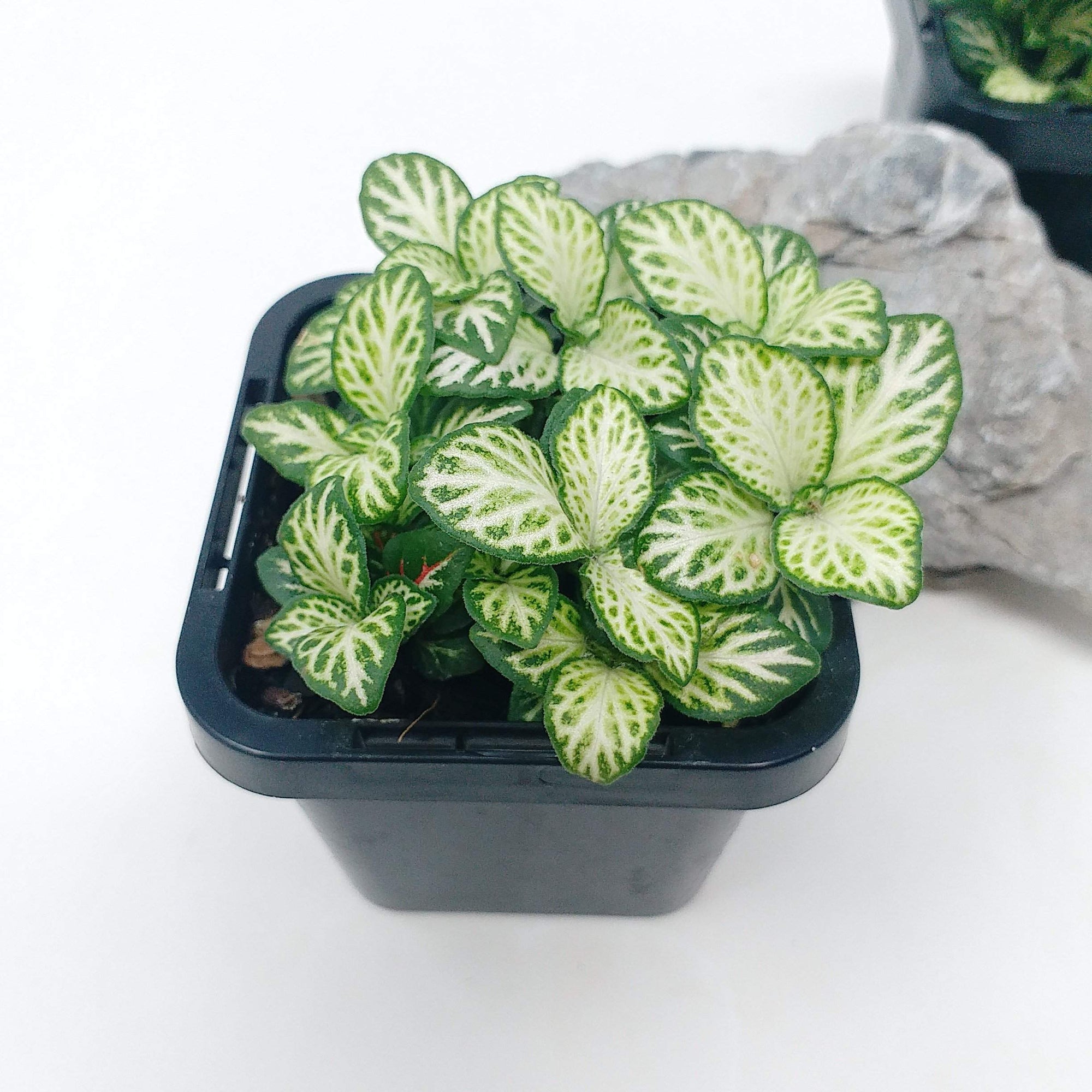 Baby Plant - Fittonia Snow Anne Folia House