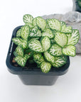 Baby Plant - Fittonia Snow Anne Folia House