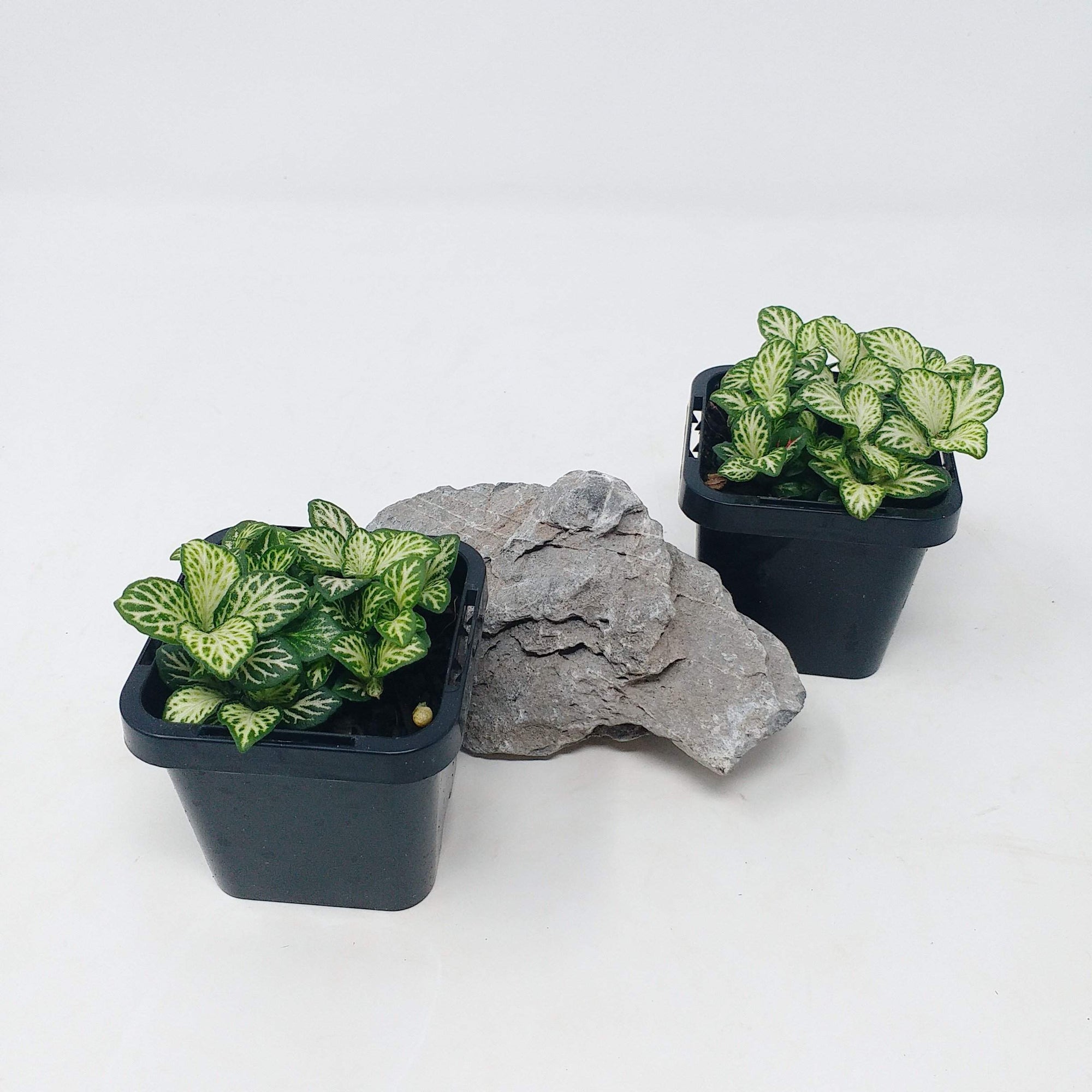 Baby Plant - Fittonia Snow Anne Folia House