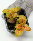 Baby Plant - Fittonia Verschaffeltii Folia House