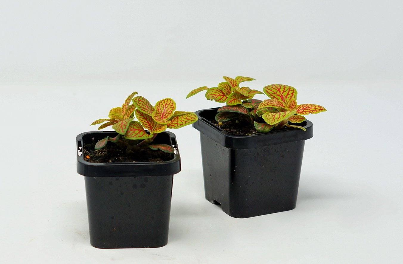 Baby Plant - Fittonia Verschaffeltii Folia House