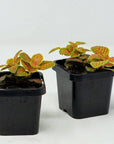 Baby Plant - Fittonia Verschaffeltii Folia House