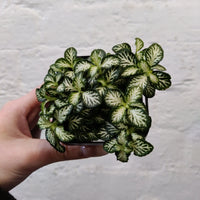 Baby Plant - Fittonia White Tabby Folia House