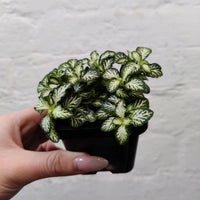 Baby Plant - Fittonia White Tabby Folia House