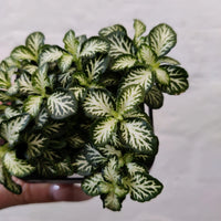 Baby Plant - Fittonia White Tabby Folia House