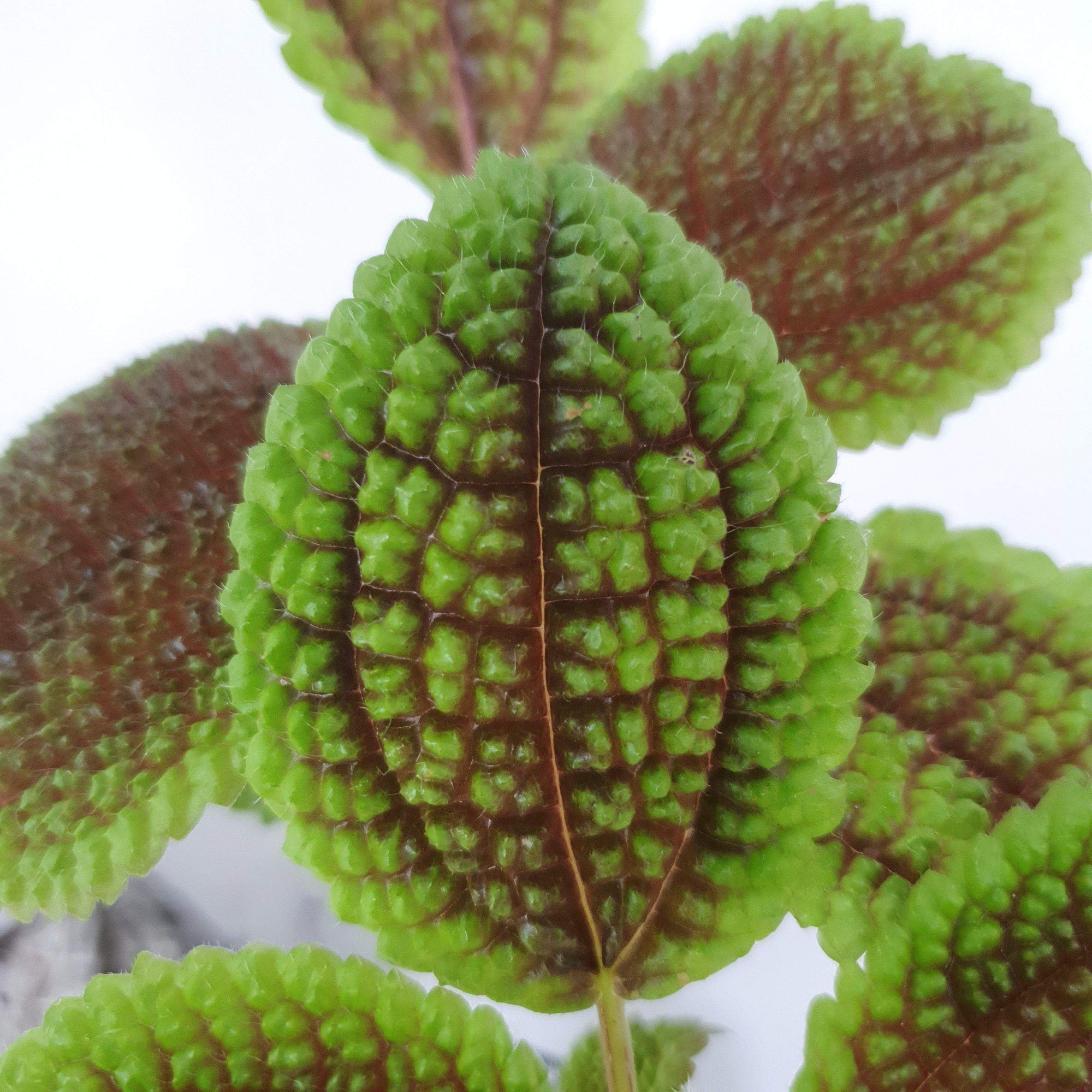 Baby Plant - Friendship Plant (Pilea involucrata) Folia House