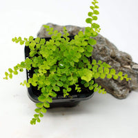 Baby Plant - Lemon Button Fern (Nephrolepis Duffii) Folia House