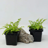 Baby Plant - Lemon Button Fern (Nephrolepis Duffii) Folia House