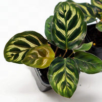 Baby Plant - Peacock Calathea (Makoyana) Folia House