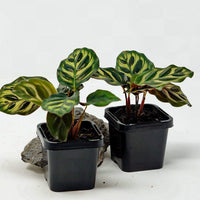 Baby Plant - Peacock Calathea (Makoyana) Folia House