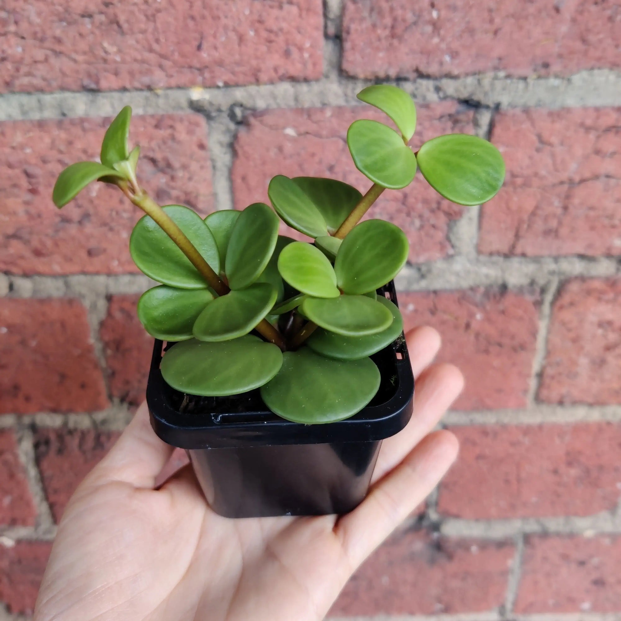 Baby Plant - Peperomia Hope Folia House