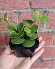 Baby Plant - Peperomia Hope Folia House