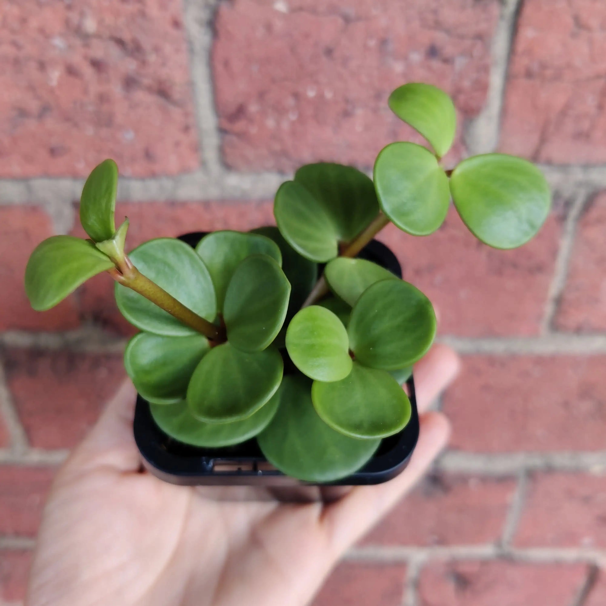 Baby Plant - Peperomia Hope Folia House